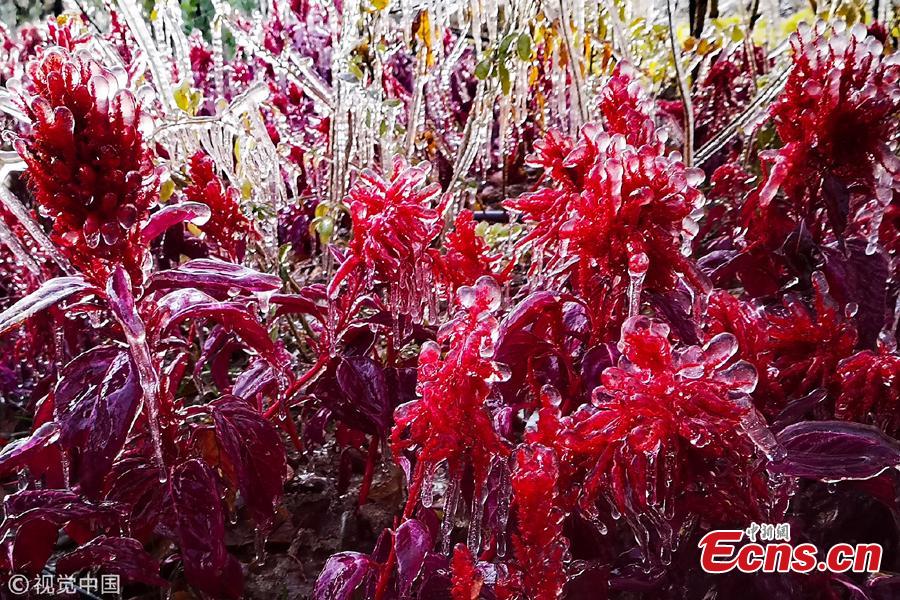 Cold front brings silver thaw to green belts in Hami city, Xinjiang Uygur Autonomous Region, Nov. 3, 2018. (Photo/VCG)