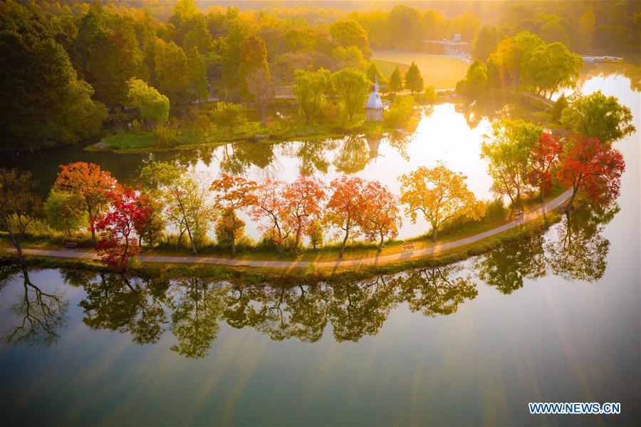 Photo taken on Nov. 1, 2018 shows the autumn scenery of the Zhongshan Botanical Garden in Nanjing, capital of east China\'s Jiangsu Province. (Xinhua/Su Yang)