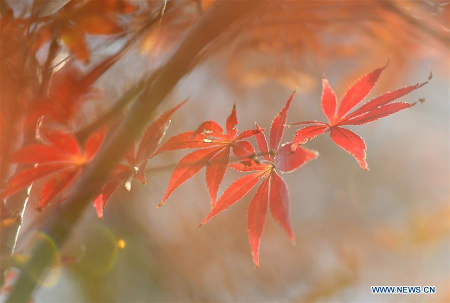 Photo taken on Nov. 2, 2018 shows the maple leaves at a park by the Gongshui River in Zhushan Township of Xuan\'en County, central China\'s Hubei Province. (Xinhua/Song Wen)