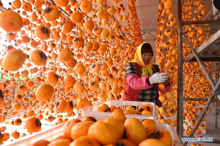 A farmer hangs persimmons for drying in Maquan Village of Yinan County, east China\'s Shandong Province, Nov. 2, 2018. (Xinhua/Du Yubao)