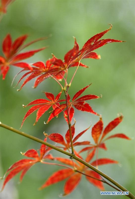Photo taken on Nov. 2, 2018 shows the maple leaves at a park by the Gongshui River in Zhushan Township of Xuan\'en County, central China\'s Hubei Province. (Xinhua/Song Wen)