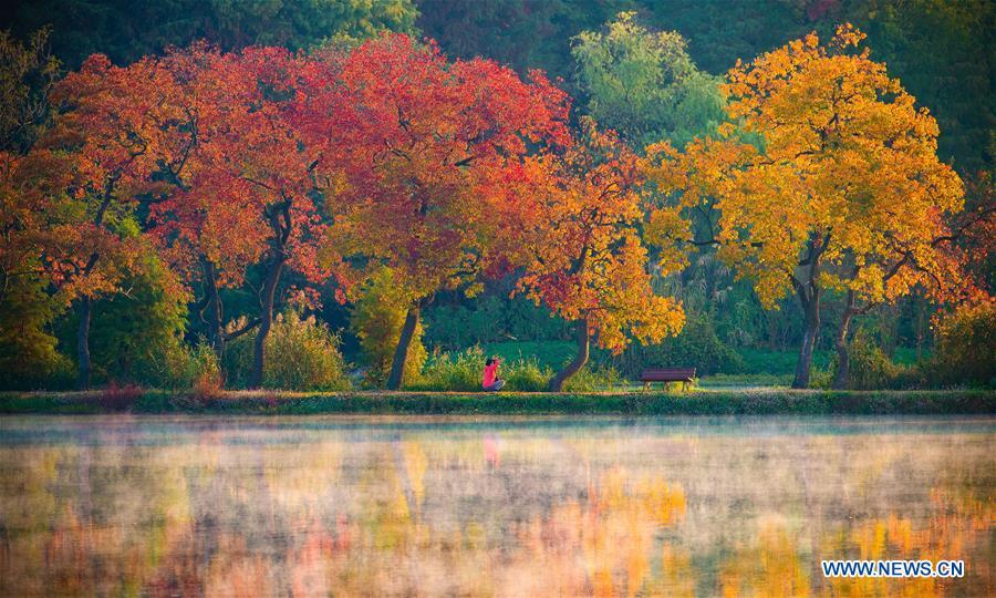 Photo taken on Nov. 1, 2018 shows the autumn scenery of the Zhongshan Botanical Garden in Nanjing, capital of east China\'s Jiangsu Province. (Xinhua/Su Yang)