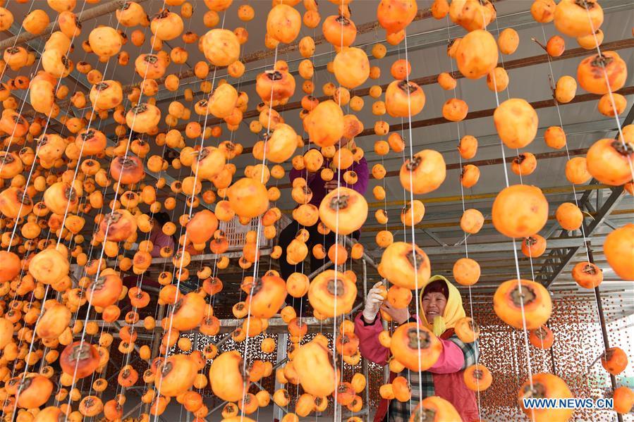 Farmers hang persimmons for drying in Maquan Village of Yinan County, east China\'s Shandong Province, Nov. 2, 2018. (Xinhua/Du Yubao)