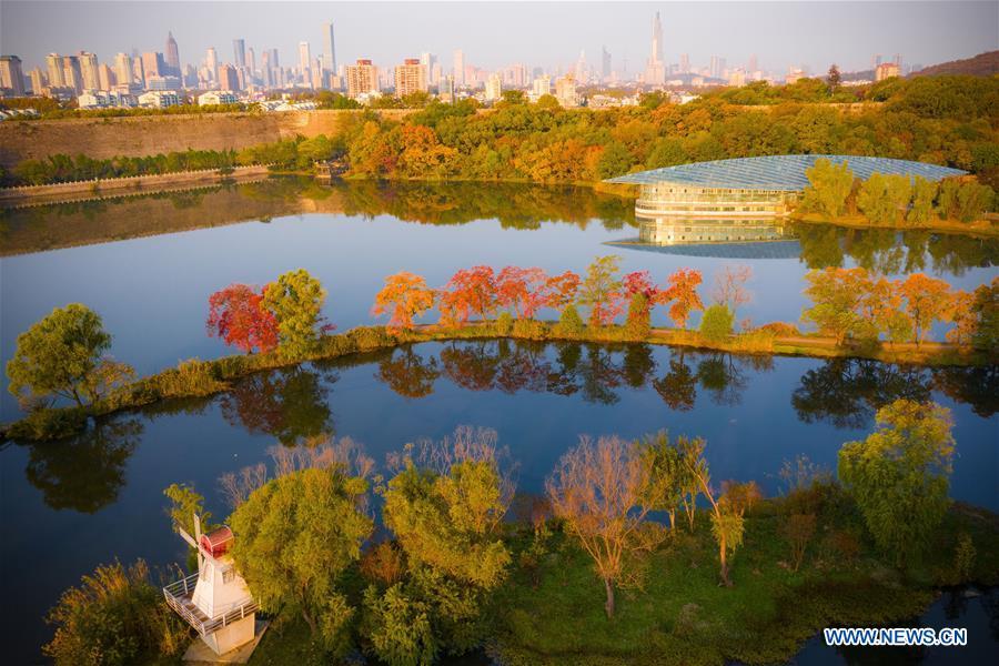 Aerial photo taken on Nov. 1, 2018 shows the autumn scenery of the Zhongshan Botanical Garden in Nanjing, capital of east China\'s Jiangsu Province. (Xinhua/Su Yang)