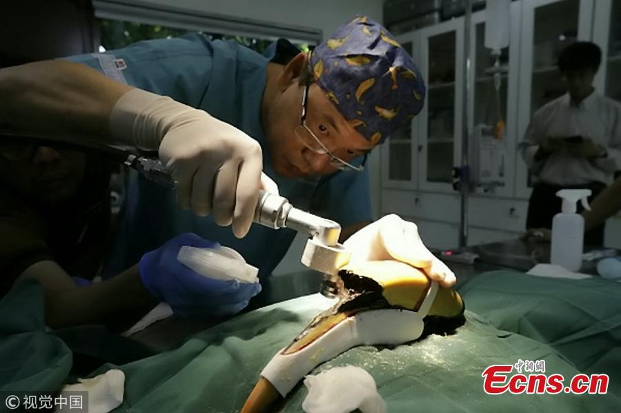Jary, 22-year-old male great pied hornbill, has been given a 3D-printed prosthetic casque after surgery to remove cancerous tissue.In July, staff at Jurong Bird Park discovered an 8cm gash on Jary\'s casque - an enlarged section on the bill. They suspected the bird might be suffering from cancer as much of the tissue under Jary\'s casque had been destroyed by the disease. After a CT scan, surgeons decided to remove all the cancerous growth. The team worked with National University of Singapore to create a model of the casque for Jary to cover the exposed tissue as well as a jig to guide the saw during surgery. The whole design and 3D printing process took almost two months to complete.(Photo/VCG)