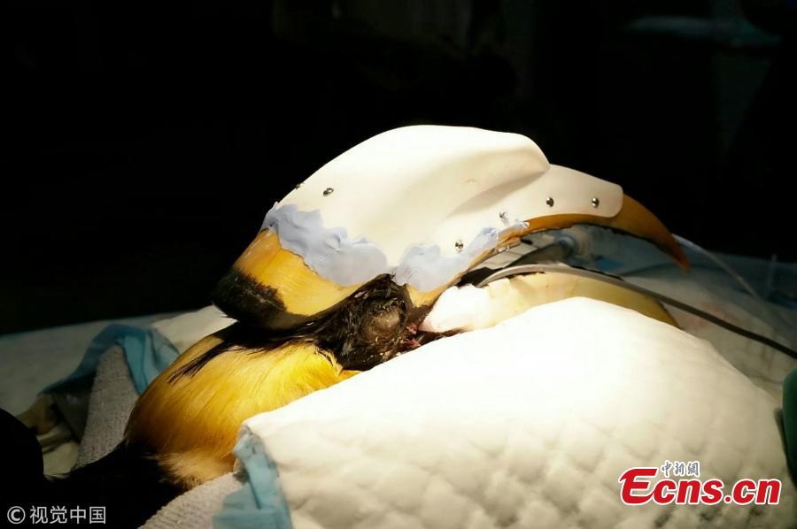 Jary, 22-year-old male great pied hornbill, has been given a 3D-printed prosthetic casque after surgery to remove cancerous tissue.In July, staff at Jurong Bird Park discovered an 8cm gash on Jary\'s casque - an enlarged section on the bill. They suspected the bird might be suffering from cancer as much of the tissue under Jary\'s casque had been destroyed by the disease. After a CT scan, surgeons decided to remove all the cancerous growth. The team worked with National University of Singapore to create a model of the casque for Jary to cover the exposed tissue as well as a jig to guide the saw during surgery. The whole design and 3D printing process took almost two months to complete.(Photo/VCG)