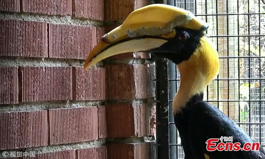 Jary, 22-year-old male great pied hornbill, has been given a 3D-printed prosthetic casque after surgery to remove cancerous tissue.In July, staff at Jurong Bird Park discovered an 8cm gash on Jary\'s casque - an enlarged section on the bill. They suspected the bird might be suffering from cancer as much of the tissue under Jary\'s casque had been destroyed by the disease. After a CT scan, surgeons decided to remove all the cancerous growth. The team worked with National University of Singapore to create a model of the casque for Jary to cover the exposed tissue as well as a jig to guide the saw during surgery. The whole design and 3D printing process took almost two months to complete.(Photo/VCG)