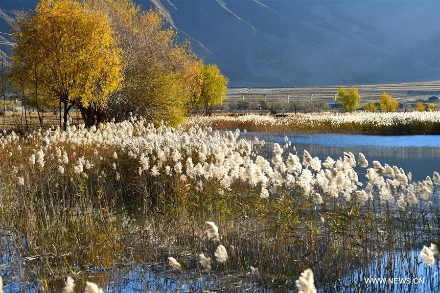 Photo taken on Nov. 4, 2018 shows reed flowers in a wetland in Qushui County of Lhasa, southwest China\'s Tibet Autonomous Region. (Xinhua/Wang Quanquan)