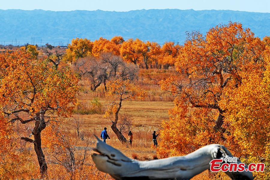 Photo taken in November,2018 shows the autumn scenery of the forest of populus euphratica, commonly known as desert poplar, in Urho district, Karamay city, northwest China\'s Xinjiang Uygur Autonomous Region.  (Photo: China News Service/ Min Yong)