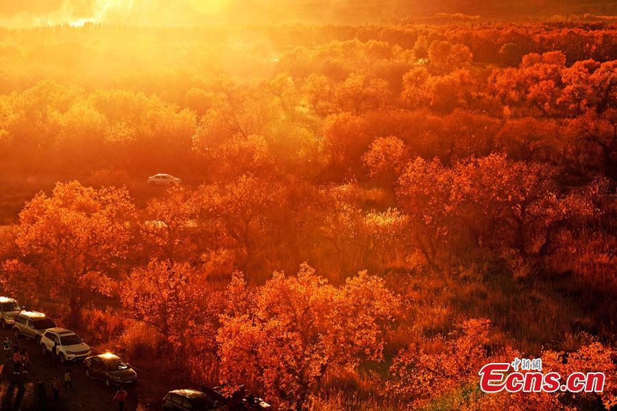 Photo taken in November,2018 shows the autumn scenery of the forest of populus euphratica, commonly known as desert poplar, in Urho district, Karamay city, northwest China\'s Xinjiang Uygur Autonomous Region.  (Photo: China News Service/ Min Yong)