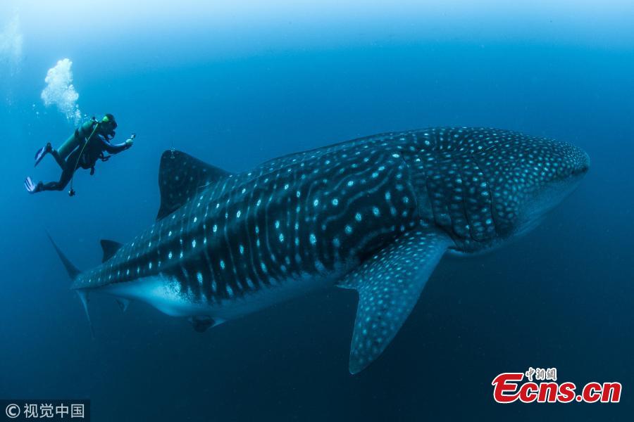 It\'s the biggest fish in the sea, often found roaming in warm waters around the globe with its huge mouth agape in search of dinner. Yet despite its hulking appearance, the whale shark is actually surprisingly docile. It\'s thanks to this docile nature that scientists in the Galapagos have been able to complete ultrasounds and take blood samples from the shark for the first time. The incredible results allowed them to see and identify reproductive organs, such as the ovaries, and even developing follicles. Researchers say the study could help unlock the mystery of breeding in the world\'s largest sharks.(Photo/VCG)
