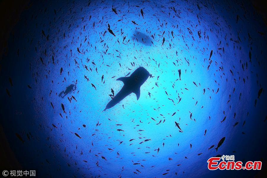 It\'s the biggest fish in the sea, often found roaming in warm waters around the globe with its huge mouth agape in search of dinner. Yet despite its hulking appearance, the whale shark is actually surprisingly docile. It\'s thanks to this docile nature that scientists in the Galapagos have been able to complete ultrasounds and take blood samples from the shark for the first time. The incredible results allowed them to see and identify reproductive organs, such as the ovaries, and even developing follicles. Researchers say the study could help unlock the mystery of breeding in the world\'s largest sharks.(Photo/VCG)