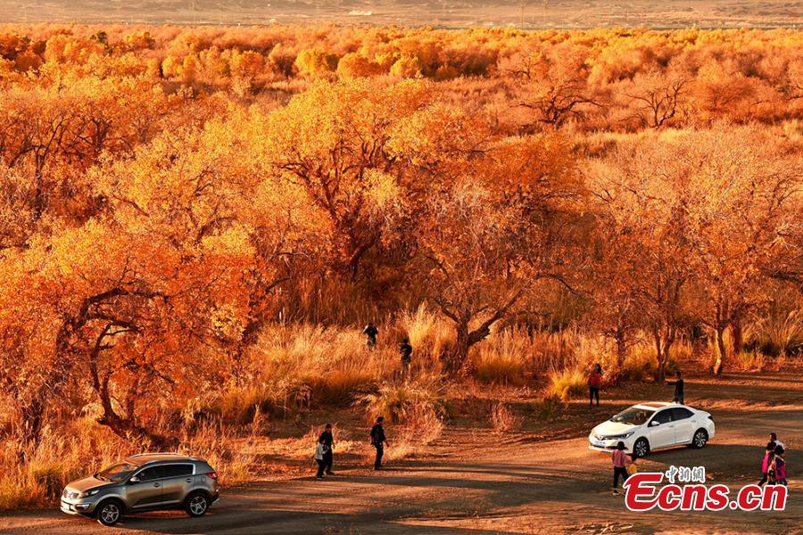 Photo taken in November,2018 shows the autumn scenery of the forest of populus euphratica, commonly known as desert poplar, in Urho district, Karamay city, northwest China\'s Xinjiang Uygur Autonomous Region.  (Photo: China News Service/ Min Yong)