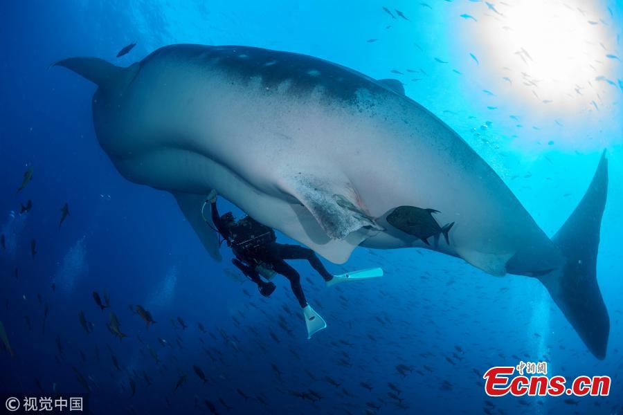 It\'s the biggest fish in the sea, often found roaming in warm waters around the globe with its huge mouth agape in search of dinner. Yet despite its hulking appearance, the whale shark is actually surprisingly docile. It\'s thanks to this docile nature that scientists in the Galapagos have been able to complete ultrasounds and take blood samples from the shark for the first time. The incredible results allowed them to see and identify reproductive organs, such as the ovaries, and even developing follicles. Researchers say the study could help unlock the mystery of breeding in the world\'s largest sharks.(Photo/VCG)