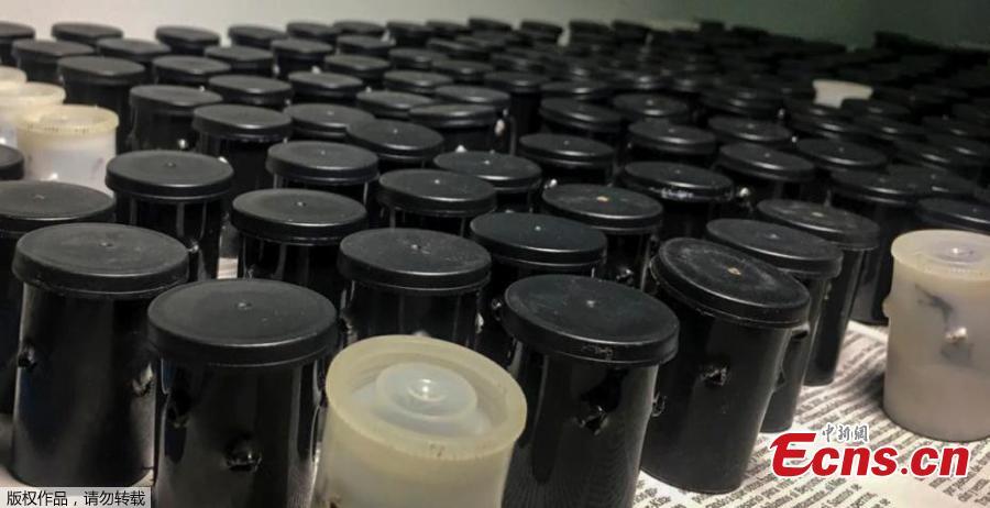 Police in Colombia\'s capital have recovered 216 poisonous frogs from an airport bathroom and authorities say smugglers planned to illegally send them for sale in Germany. Authorities announced Wednesday they\'d found the frogs hidden in small film containers that were buried in a bag filled with clothes. The rescued amphibians include endangered species like the dark orange and black Lehmann\'s poison frog. The creatures can fetch $2,000 each on the illegal wildlife market. They are sought after by collectors and others hoping to obtain their venom. (Photo/ Agencies)
