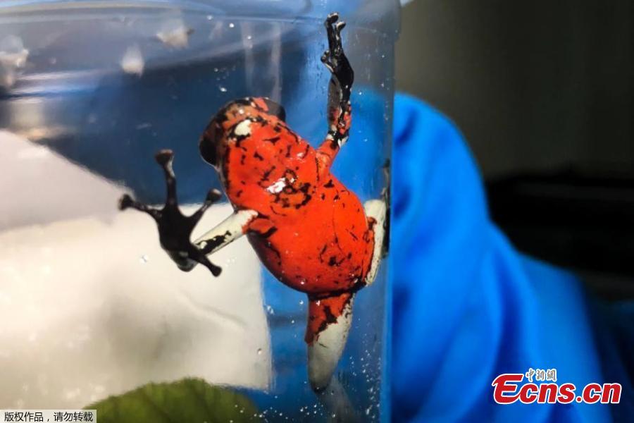 Police in Colombia\'s capital have recovered 216 poisonous frogs from an airport bathroom and authorities say smugglers planned to illegally send them for sale in Germany. Authorities announced Wednesday they\'d found the frogs hidden in small film containers that were buried in a bag filled with clothes. The rescued amphibians include endangered species like the dark orange and black Lehmann\'s poison frog. The creatures can fetch $2,000 each on the illegal wildlife market. They are sought after by collectors and others hoping to obtain their venom. (Photo/ Agencies)