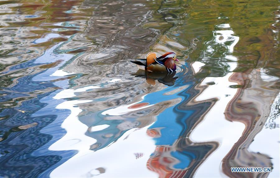 A Mandarin duck is seen on a pond at the Central Park in New York, the United States, on Nov. 8, 2018. Mandarin ducks are native to East Asia and renowned for their dazzling multicolored feathers. This rare Mandarin duck, first spotted in early October, has become a new star at the Central Park, one of New York City\'s most-visited attractions. (Xinhua/Li Rui)