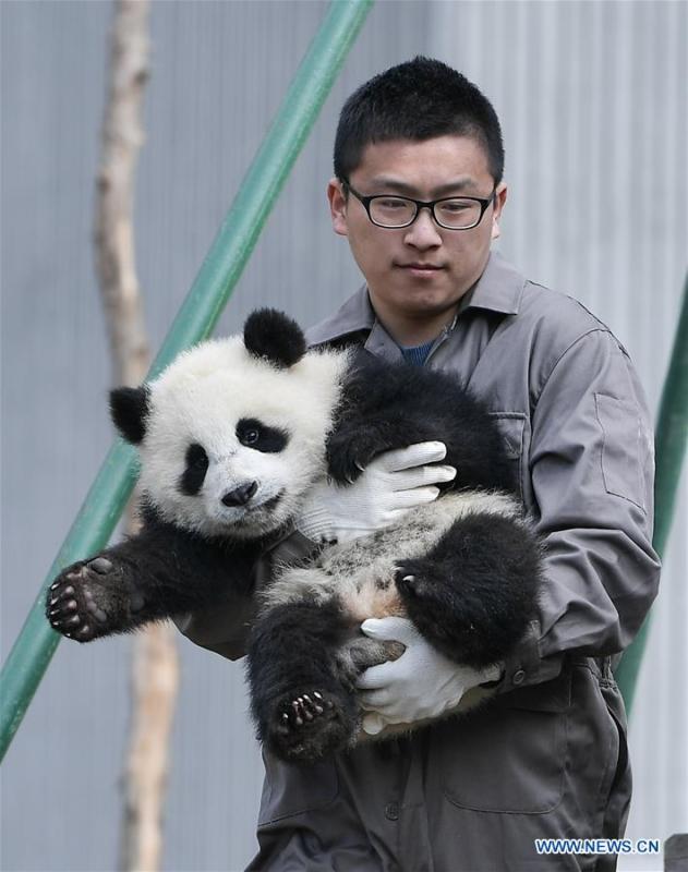 A staff takes care of a giant panda at the Shenshuping base of China Conservation and Research Center for Giant Pandas in Wolong, southwest China\'s Sichuan Province, on Feb. 15, 2018. The number of captive pandas had reached 548 globally as of November this year, said China\'s National Forestry and Grassland Administration Thursday. A total of 48 pandas were born, and 45 survived this year in China, a survival rate of 93.75 percent, according to data released by the administration at the on-going International Conference for the Giant Panda Conservation and Breeding held in Chengdu. (Xinhua/Xue Yubin)