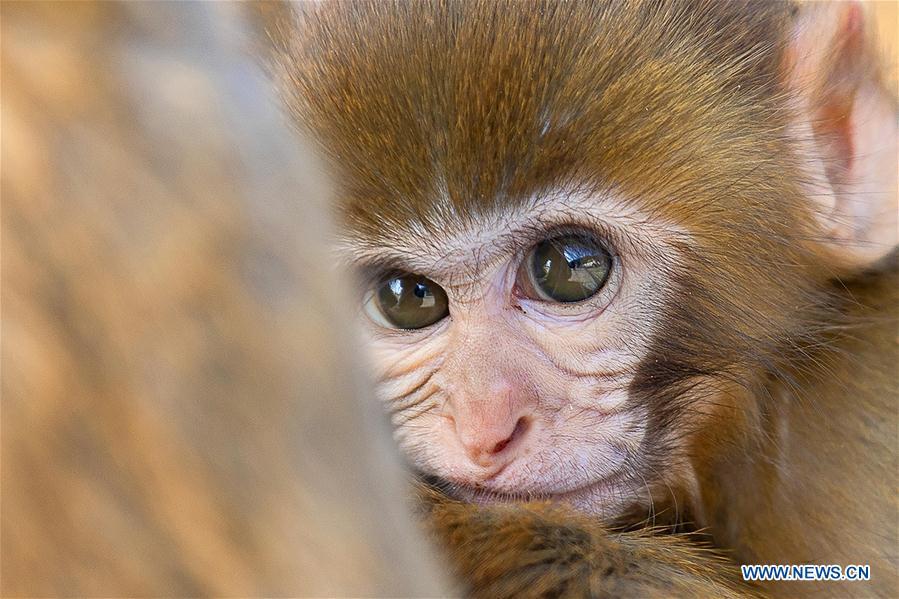 A little monkey nestles in the arms of its mother at Huaguo Mountain Scenic Area in Lianyungang, east China\'s Jiangsu Province, Nov. 10, 2018. (Xinhua/Si Wei)