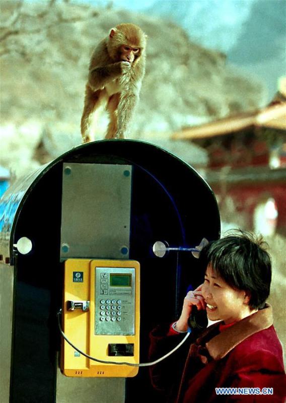 A monkey is seen on top of a booth where a tourist makes a phone call at Wulongkou scenic area in Jiyuan, central China\'s Henan Province, March 16, 2001. More than four decades of sound economic growth from 1978, the starting year of the reform and opening-up policy, has fundamentally lifted life quality of 1.3 billion Chinese, who are now able to enjoy the \