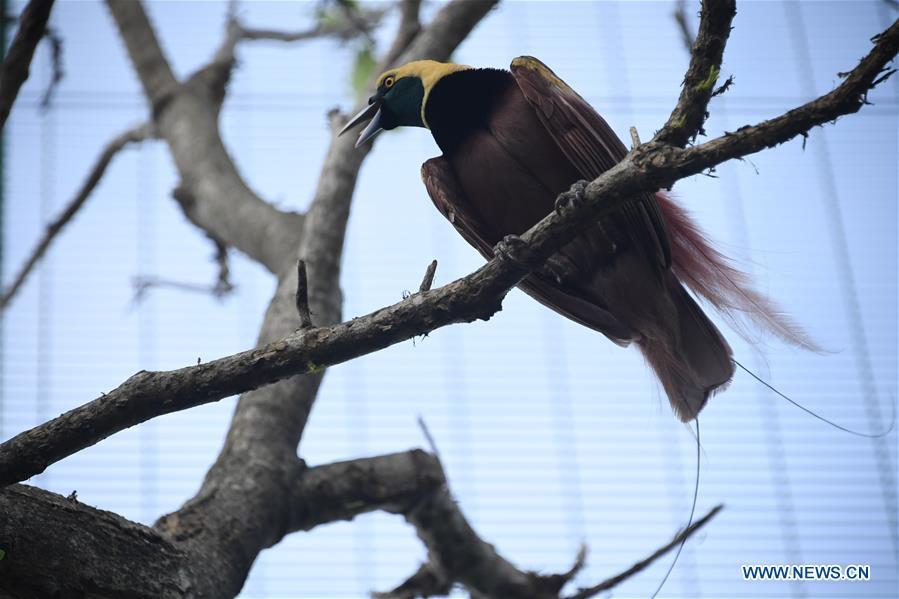 Photo taken on Nov. 11, 2018 shows a bird-of-paradise in Port Moresby, Papua New Guinea. Leaders from the Asia-Pacific economies are gathering in Port Moresby, the capital of Papua New Guinea for the Asia-Pacific Economic Cooperation (APEC) Leaders\' Week on Nov. 12-18. (Xinhua/Lui Siu Wai)