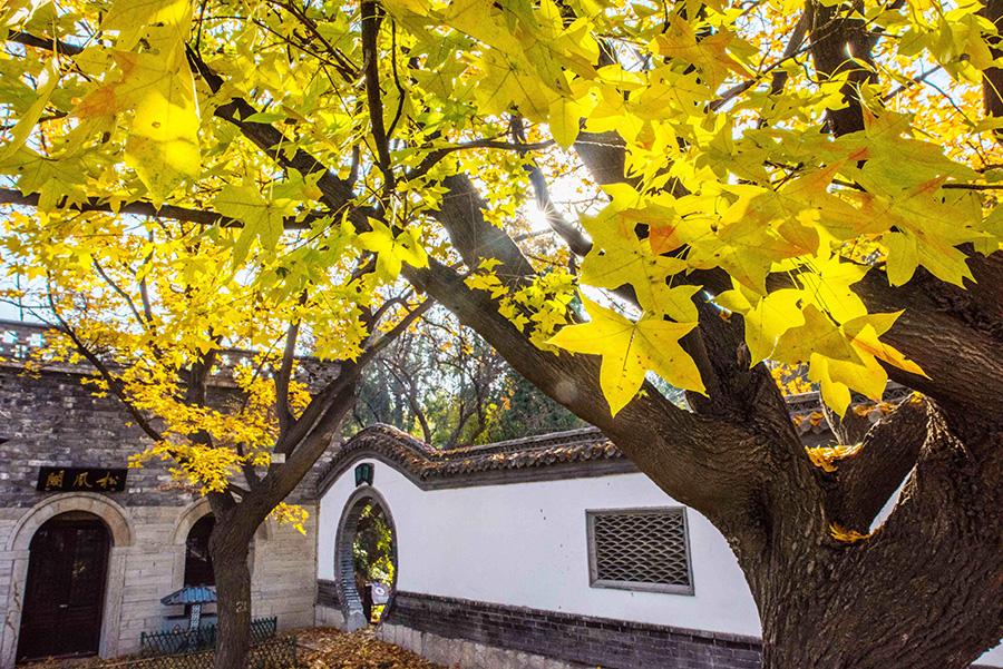 Colorful tree leaves and ancient-style buildings have made the early wintry scene in the old town area of ancient town Qingzhou, Weifang city, Shandong Province, an interesting mix. (Photo/Asianewsphoto)