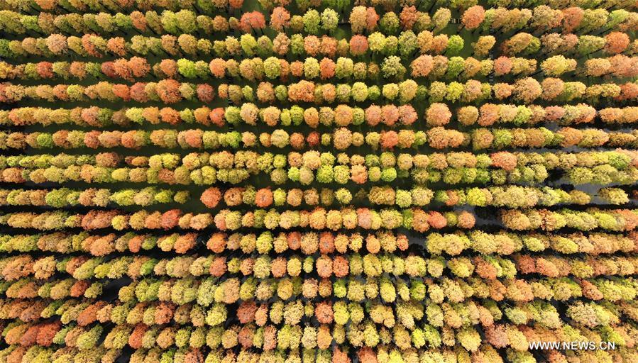Aerial photo taken on Nov. 12, 2018 shows the scenery of the dawn redwood forest at Luyang Lake Wetland Park in Yangzhou, east China\'s Jiangsu Province. (Xinhua/Meng Delong)