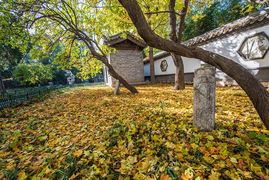 Colorful tree leaves and ancient-style buildings have made the early wintry scene in the old town area of ancient town Qingzhou, Weifang city, Shandong Province, an interesting mix. (Photo/Asianewsphoto)