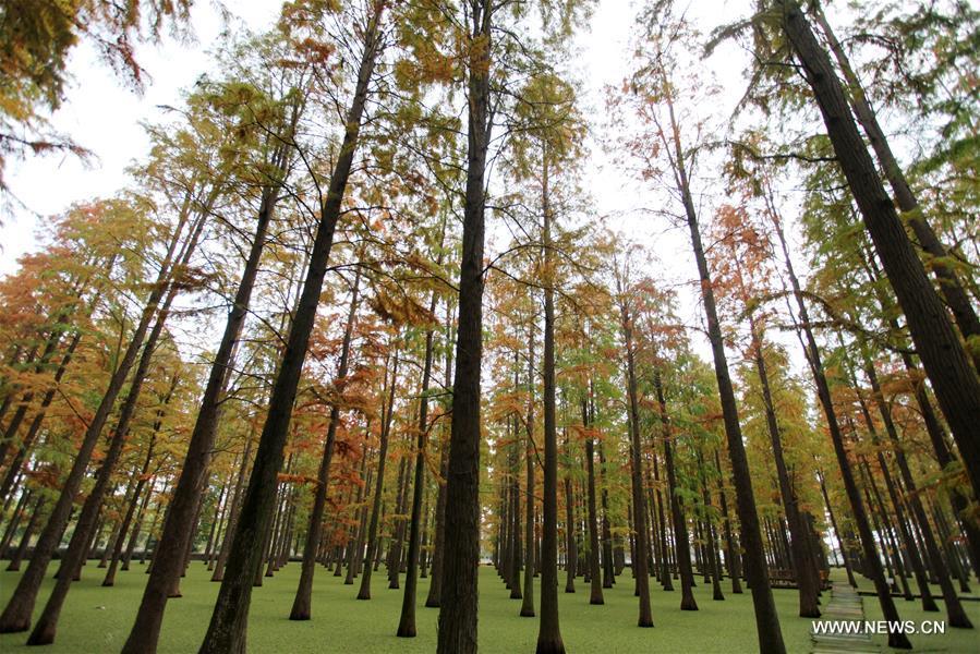 Photo taken on Nov. 12, 2018 shows the scenery of the dawn redwood forest at Luyang Lake Wetland Park in Yangzhou, east China\'s Jiangsu Province. (Xinhua/Meng Delong)