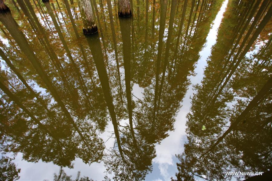 The dawn redwood forest are reflected on the surface of the lake at Luyang Lake Wetland Park in Yangzhou, east China\'s Jiangsu Province, Nov. 12, 2018. (Xinhua/Meng Delong)