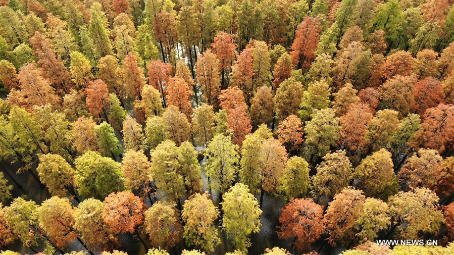 Aerial photo taken on Nov. 12, 2018 shows the scenery of the dawn redwood forest at Luyang Lake Wetland Park in Yangzhou, east China\'s Jiangsu Province. (Xinhua/Meng Delong)