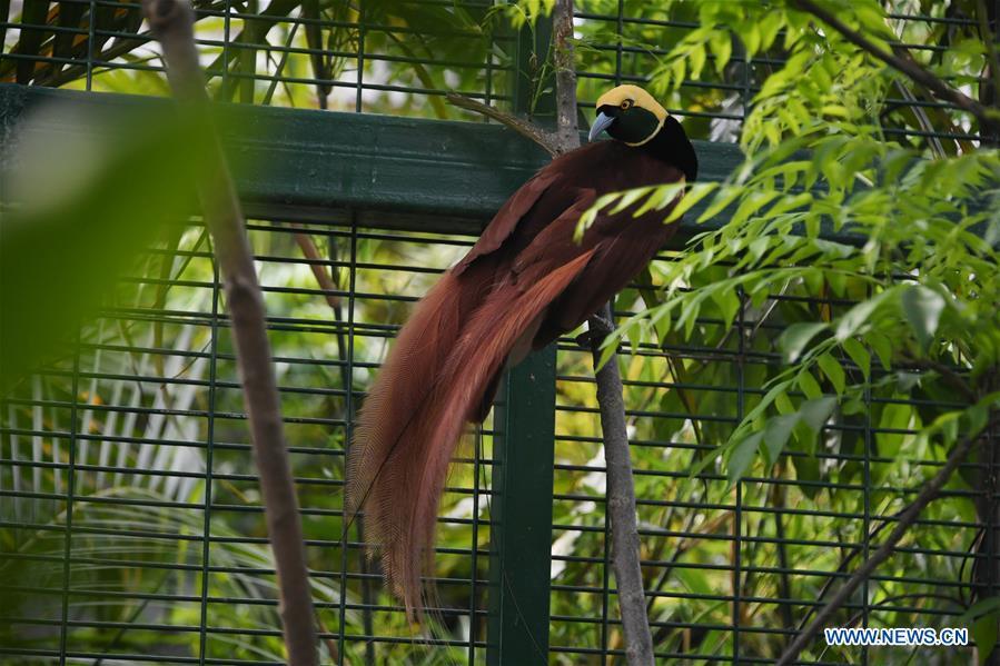 Photo taken on Nov. 11, 2018 shows a bird-of-paradise in Port Moresby, Papua New Guinea. Leaders from the Asia-Pacific economies are gathering in Port Moresby, the capital of Papua New Guinea for the Asia-Pacific Economic Cooperation (APEC) Leaders\' Week on Nov. 12-18. (Xinhua/Lui Siu Wai)