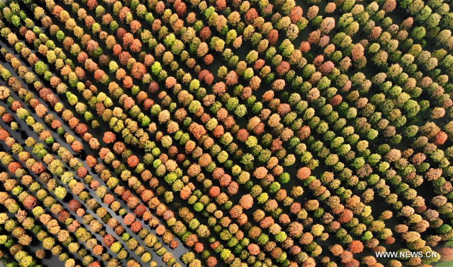 Aerial photo taken on Nov. 12, 2018 shows the scenery of the dawn redwood forest at Luyang Lake Wetland Park in Yangzhou, east China\'s Jiangsu Province. (Xinhua/Meng Delong)