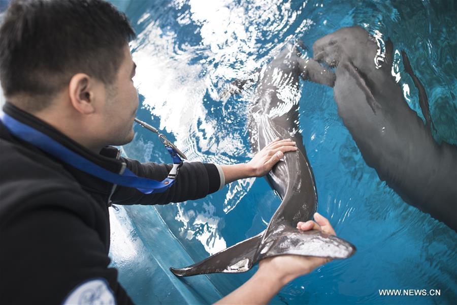 A keeper gives medical care training to Yangtze finless porpoises at the Yangtze River Dolphin aquarium in the Institute of Hydrobiology of the Chinese Academy of Sciences in Wuhan, capital of central China\'s Hubei Province, on Nov. 10, 2018. With a slightly curved mouth, the Yangtze finless porpoise is often called the \