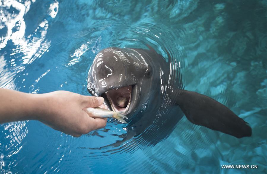 A keeper feeds a Yangtze finless porpoise at the Yangtze River Dolphin aquarium in the Institute of Hydrobiology of the Chinese Academy of Sciences in Wuhan, capital of central China\'s Hubei Province, on Nov. 10, 2018. With a slightly curved mouth, the Yangtze finless porpoise is often called the \