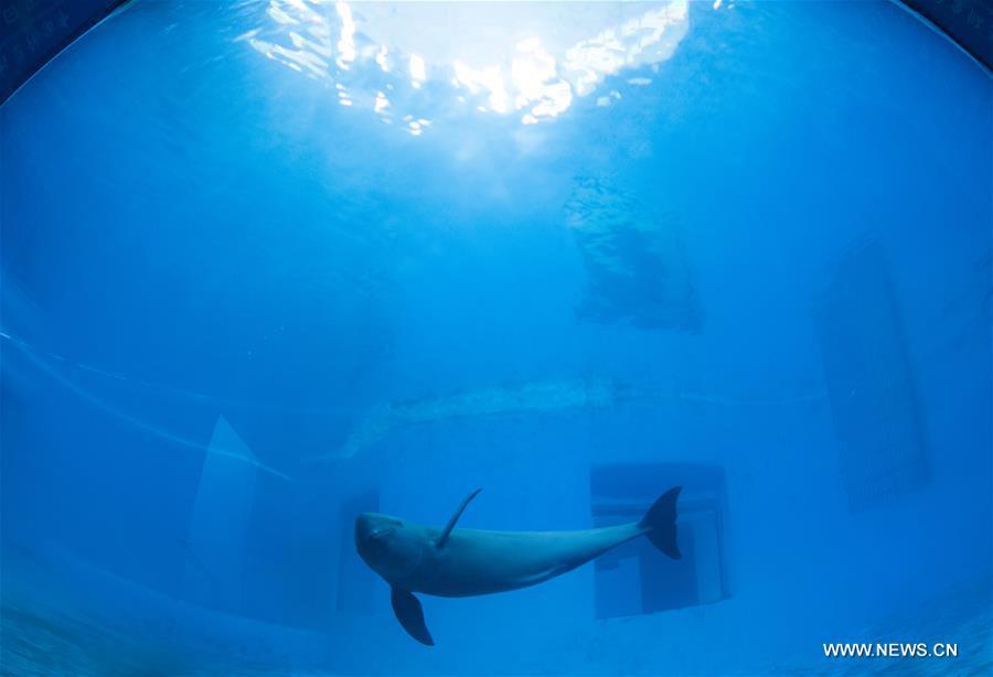 A Yangtze finless porpoise swims at the Yangtze River Dolphin aquarium in the Institute of Hydrobiology of the Chinese Academy of Sciences in Wuhan, capital of central China\'s Hubei Province, on Nov. 10, 2018. With a slightly curved mouth, the Yangtze finless porpoise is often called the \