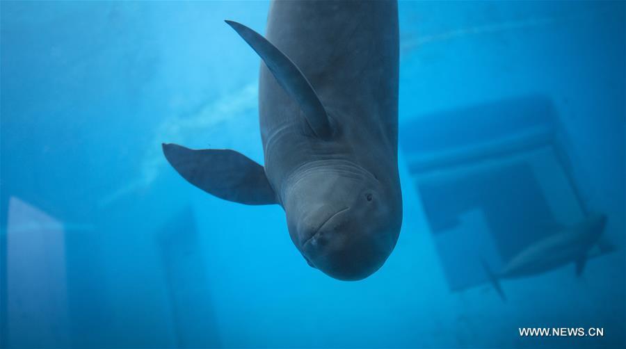 A Yangtze finless porpoise swims at the Yangtze River Dolphin aquarium in the Institute of Hydrobiology of the Chinese Academy of Sciences in Wuhan, capital of central China\'s Hubei Province, on Nov. 10, 2018. With a slightly curved mouth, the Yangtze finless porpoise is often called the \