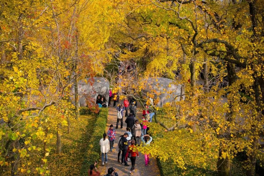 Late autumn leaves create a golden canopy over people strolling through the Zhongshan scenic area in Nanjing, East China\'s Jiangsu Province, on Nov. 10, 2018. The picturesque view has attracted a good number of visitors.(Photo/Asianewsphoto)