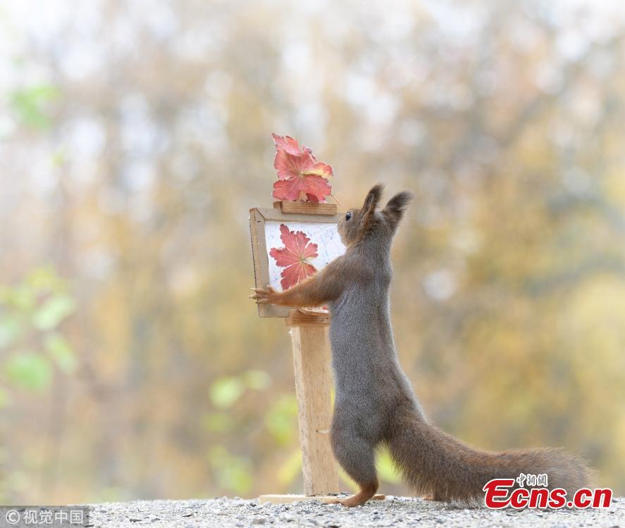 Red squirrels are caught on camera perfectly painting like artists. Professional photographer Geert Weggen, from Bispgarden, Sweden, spotted the critters in his back garden. (Photo/IC)