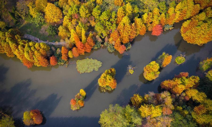 Late autumn leaves create a golden canopy over people strolling through the Zhongshan scenic area in Nanjing, East China\'s Jiangsu Province, on Nov. 10, 2018. The picturesque view has attracted a good number of visitors.(Photo/Asianewsphoto)