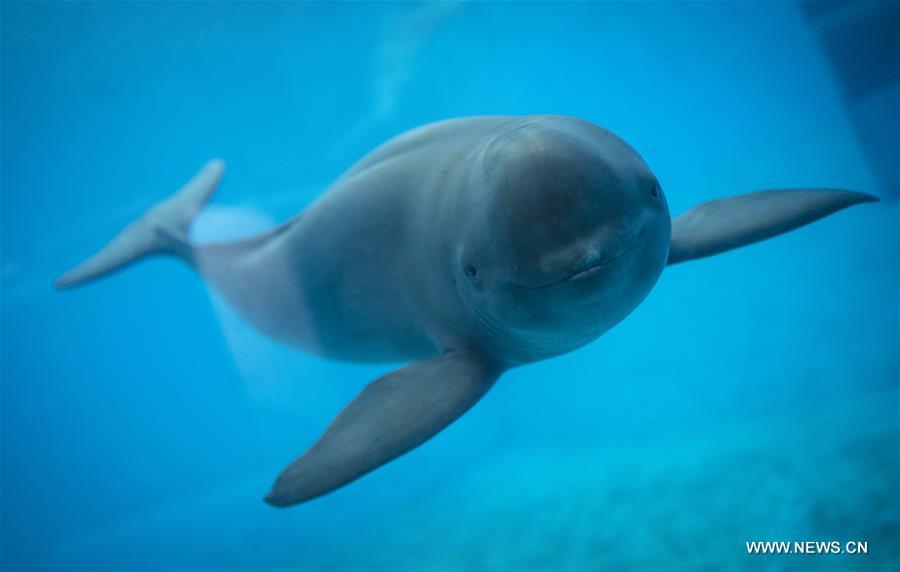 A Yangtze finless porpoise swims at the Yangtze River Dolphin aquarium in the Institute of Hydrobiology of the Chinese Academy of Sciences in Wuhan, capital of central China\'s Hubei Province, on Nov. 10, 2018. With a slightly curved mouth, the Yangtze finless porpoise is often called the \