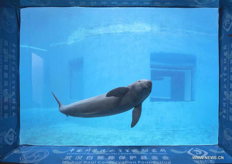 A keeper gives medical care training to Yangtze finless porpoises at the Yangtze River Dolphin aquarium of the Institute of Hydrobiology of the Chinese Academy of Sciences in Wuhan, capital of central China\'s Hubei Province, on Nov. 10, 2018. With a slightly curved mouth, the Yangtze finless porpoise is often called the \