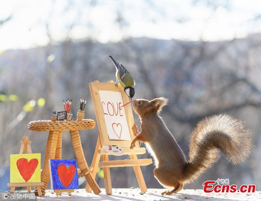 Red squirrels are caught on camera perfectly painting like artists. Professional photographer Geert Weggen, from Bispgarden, Sweden, spotted the critters in his back garden. (Photo/IC)