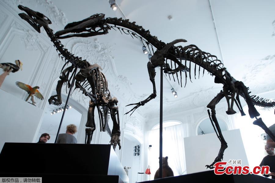 Two dinosaur skeletons, an Allosaurus and a Camptosaurus discovered in Wyoming, are reconstructed ahead of an auction at Artcurial auction house in Paris, France, November 13, 2018. (Photo/Agencies)