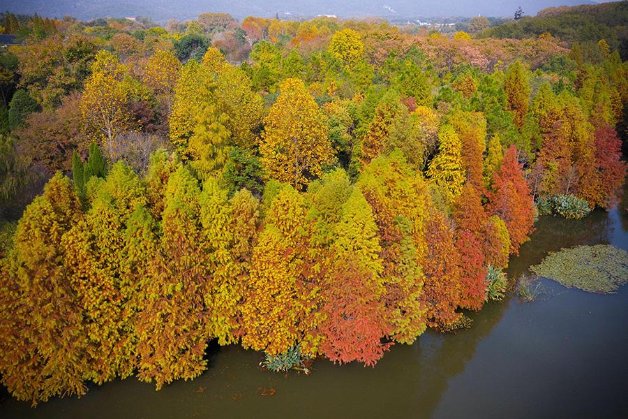 Late autumn leaves create a golden canopy over people strolling through the Zhongshan scenic area in Nanjing, East China\'s Jiangsu Province, on Nov. 10, 2018. The picturesque view has attracted a good number of visitors.(Photo/Asianewsphoto)