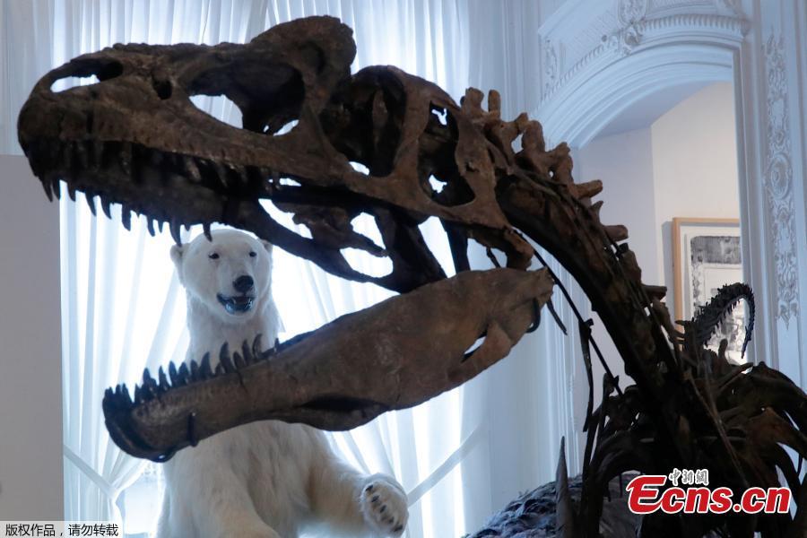 A dinosaur skeleton, an Allosaurus discovered in Wyoming, is reconstructed ahead of an auction at Artcurial auction house in Paris, France, November 13, 2018. (Photo/Agencies)