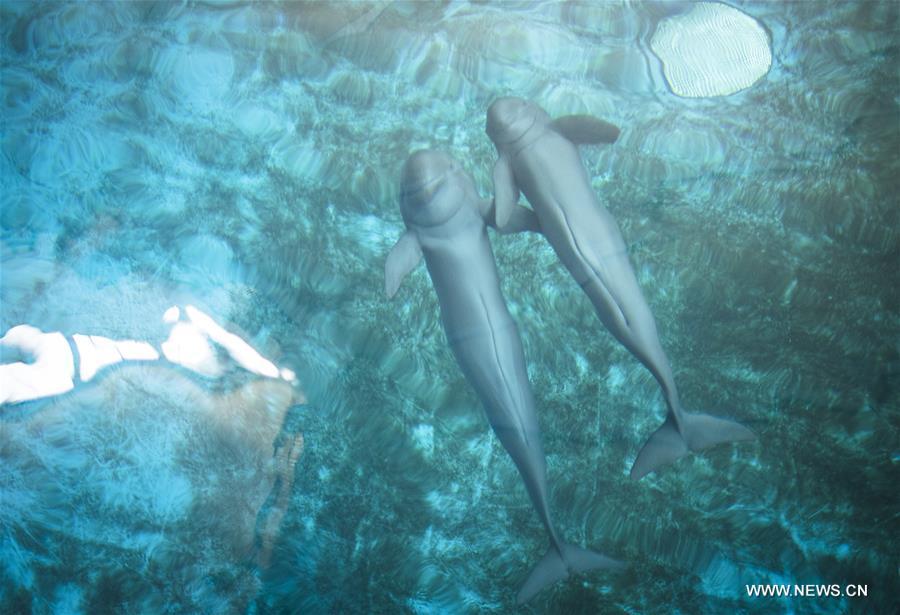 Yangtze finless porpoises swim at the Yangtze River Dolphin aquarium in the Institute of Hydrobiology of the Chinese Academy of Sciences in Wuhan, capital of central China\'s Hubei Province, on Nov. 10, 2018. With a slightly curved mouth, the Yangtze finless porpoise is often called the \