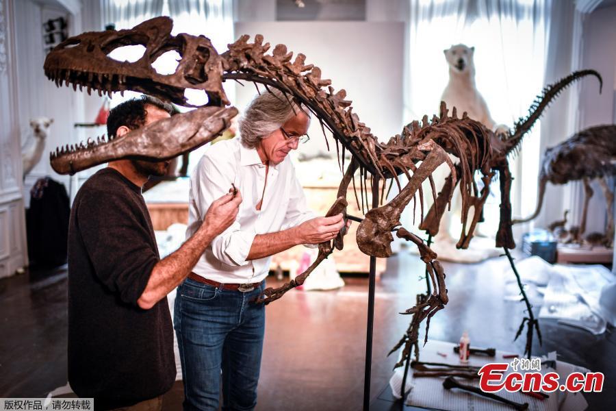 Specialists assemble the bones of an Allosaurus skeleton on November 13, 2018 at the Artcurial auction house in Paris. (Photo/Agencies)