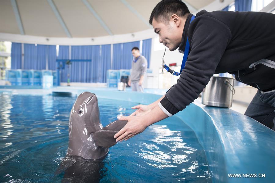 A keeper gives medical care training to a Yangtze finless porpoise at the Yangtze River Dolphin aquarium in the Institute of Hydrobiology of the Chinese Academy of Sciences in Wuhan, capital of central China\'s Hubei Province, on Nov. 10, 2018. With a slightly curved mouth, the Yangtze finless porpoise is often called the \