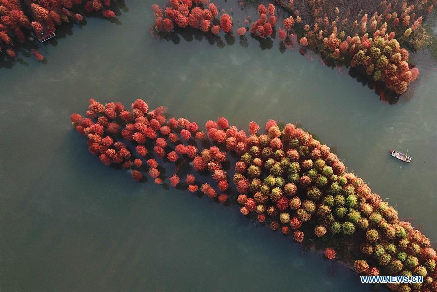 Aerial photo taken on Nov. 14, 2018 shows the scenery of redwood forest at the Tianquan Lake scenic area in Xuyi County, east China\'s Jiangsu Province. (Xinhua/Zhou Haijun)